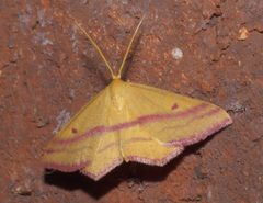 Haematopis grataria P1020845a by
xpda. Used under a CC BY-SA 4.0 license.