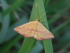 Haematopis grataria P1100315a by
xpda. Used under a CC BY-SA 4.0 license.