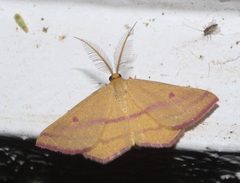 Haematopis grataria P1250288a by
xpda. Used under a CC BY-SA 4.0 license.