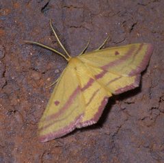 Haematopis grataria P1660007a by 
xpda. Used under a CC BY-SA 4.0 license.