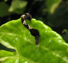 Timandra amaturaria caterpillar early instar by Beatriz Moisset. Used under a CC BY-SA 4.0 license.