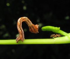 Timandra amaturaria caterpillar mid instar by Beatriz Moisset. Used under a CC BY-SA 4.0 license.