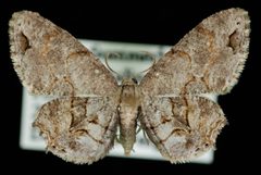 Callizzia amorata by Jeremy deWaard, University of British Columbia. Used under a CC BY 3.0 license.
