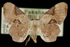 Philagraula slossoniae by Jeremy deWaard, University of British Columbia. Used under a CC BY 3.0 license.