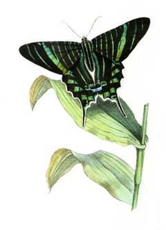 UraniaFulgens1 by William Swainson (text). Used under a Public domain license.