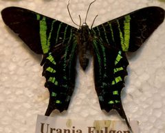 Urania fulgens 0zz by Photo by David J. Stang. Used under a CC BY-SA 4.0 license.