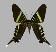 Urania fulgens MHNT dos by 
Didier Descouens. Used under a CC BY-SA 4.0 license.