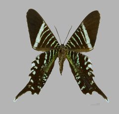 Urania fulgens MHNT ventre by 
Didier Descouens. Used under a CC BY-SA 4.0 license.