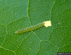 Bucculatrix albertiella by Cheryl Moorehead, United States. Used under a CC BY 3.0 license.