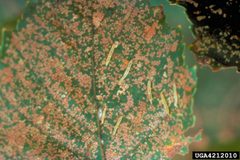 Bucculatrix canadensisella by Minnesota Department of Natural Resources Archive, United States. Used under a CC BY 3.0 license.