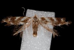Bucculatrix canadensisella1 by Jeremy deWaard, University of British Columbia. Used under a CC BY 3.0 license.