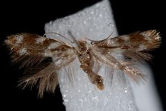 Bucculatrix canadensisella2 by Jeremy deWaard, University of British Columbia. Used under a CC BY 3.0 license.