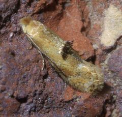 Bucculatrix coronatella P1640915a by 
xpda. Used under a CC BY-SA 4.0 license.
