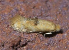 Bucculatrix coronatella P1640923a by 
xpda. Used under a CC BY-SA 4.0 license.