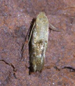 Bucculatrix coronatella P1660018a by 
xpda. Used under a CC BY-SA 4.0 license.