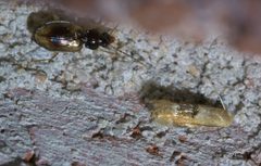 Bucculatrix coronatella P1660404a by 
xpda. Used under a CC BY-SA 4.0 license.
