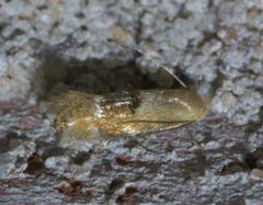 Bucculatrix coronatella P1660405a by 
xpda. Used under a CC BY-SA 4.0 license.
