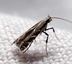 Leucospilapteryx venustella by Jacy Lucier. Used under a CC BY-SA 4.0 license.