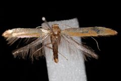 Caloptilia acerifoliella by Jeremy deWaard, University of British Columbia. Used under a CC BY 3.0 license.