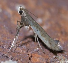 Caloptilia P1590159a by
xpda. Used under a CC BY-SA 4.0 license.