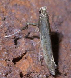 Caloptilia P1590160a by 
xpda. Used under a CC BY-SA 4.0 license.