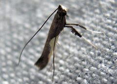 Caloptilia belfragella by Jacy Lucier. Used under a CC BY-SA 4.0 license.