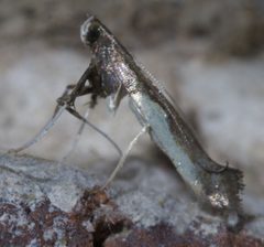 Caloptilia belfragella P1580898a by 
xpda. Used under a CC BY-SA 4.0 license.