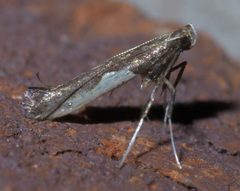 Caloptilia belfragella P1580912a by
xpda. Used under a CC BY-SA 4.0 license.