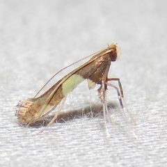 Caloptilia bimaculatella by Fyn Kynd. Used under a CC BY-SA 4.0 license.