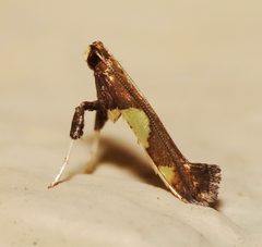 Caloptilia bimaculatella 6889826 by Paul Bedell. Used under a CC BY-SA 4.0 license.
