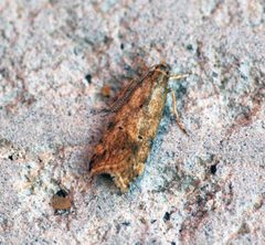 Brachmia blandella - Flickr - Bennyboymothman by Ben Sale from UK. Used under a CC BY 2.0 license.