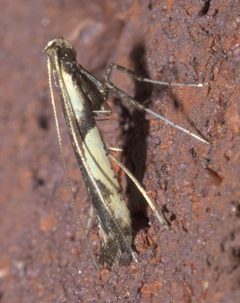 Caloptilia blandella P1250399a by 
xpda. Used under a CC BY-SA 4.0 license.
