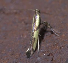 Caloptilia blandella P1660068a by
xpda. Used under a CC BY-SA 4.0 license.