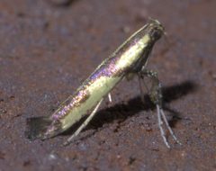 Caloptilia blandella P1660069a by 
xpda. Used under a CC BY-SA 4.0 license.