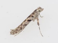Caloptilia fraxinella 162552509 by Dan MacNeal. Used under a CC BY 4.0 license.