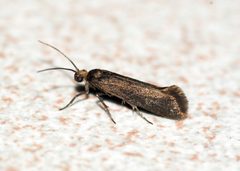 Prays fraxinella-ruficeps - Flickr - Bennyboymothman by Ben Sale from UK. Used under a CC BY 2.0 license.