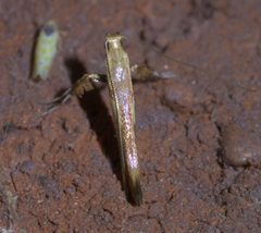 Caloptilia negundella P1610111a by 
xpda. Used under a CC BY-SA 4.0 license.