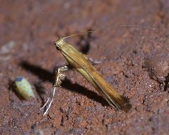 Caloptilia negundella P1610112a by 
xpda. Used under a CC BY-SA 4.0 license.