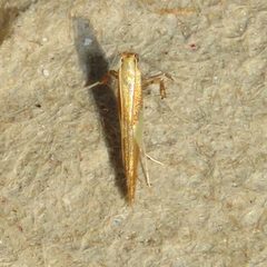 Caloptilia packardella 86626855 by Dan MacNeal. Used under a CC BY 4.0 license.