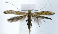 Caloptilia populetorum by SIP Haapala. Used under a Copyrighted free use license.
