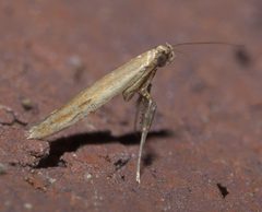 Caloptilia violacella P1120446a by 
xpda. Used under a CC BY-SA 4.0 license.