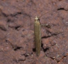 Caloptilia violacella P1120449a by 
xpda. Used under a CC BY-SA 4.0 license.