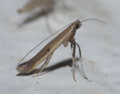 Caloptilia violacella P1310460a by 
xpda. Used under a CC BY-SA 4.0 license.