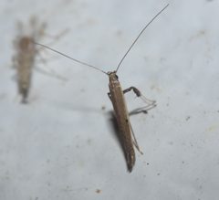 Caloptilia violacella P1310461b by 
xpda. Used under a CC BY-SA 4.0 license.