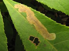 Cameraria caryaefoliella hickory leaf by Beatriz Moisset. Used under a CC BY-SA 4.0 license.