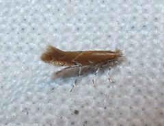 Cremastobombycia solidaginis 1 by Jacy Lucier. Used under a CC BY-SA 4.0 license.