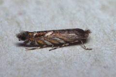 Macrosaccus robiniella Bytom by Adrian Tync. Used under a CC BY-SA 4.0 license.
