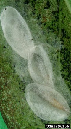 Phyllonorycter robiniella coccoon by Gyorgy Csoka. Used under a CC BY 3.0 license.