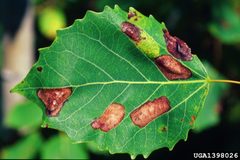Phyllonorycter apparella1 by Steven Katovich. Used under a CC BY 3.0 license.