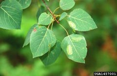Phyllonorycter apparella2 by Steven Katovich. Used under a CC BY 3.0 license.
